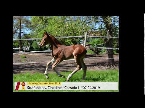 Fohlen von Zinedine - Corrado I