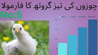 Formula number 5 for rapid growth of chicks 🐣🐥🐥