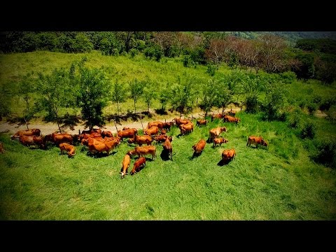 Cómo Construir una Empresa Ganadera Rentable - TvAgro por Juan Gonzalo Angel