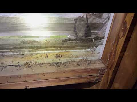 Not Mice But Bats in the Attic in Tinton...