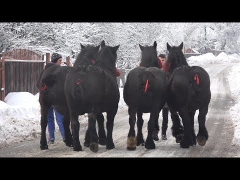 Iepele lui Andrei de la Vidra, Alba - 2019