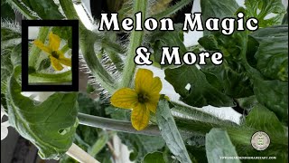 Tower Gardening Made Easy is live! See the first watermelon flower #towergarden #verticalfarming