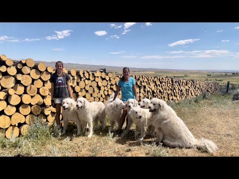 Mother Daughter Team Cutting Firewood with Big Dogs (2022)