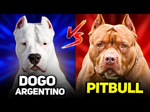Pitbull vs  Dogo Argentino | A Detailed Dog Breeds Comparison