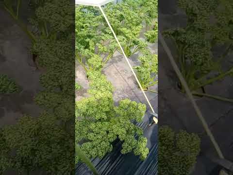 パセリを庭に、または室内の鉢にいつ播くのですか?  庭園