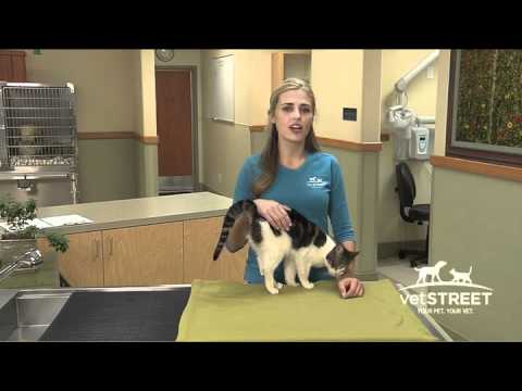 How to Pick Up and Hold a Cat - YouTube