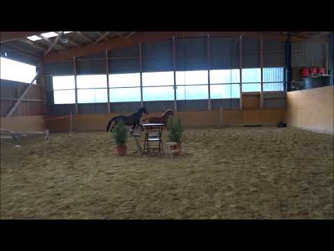 Franziskus Hengstfohlen