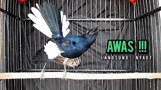 Download lagu SUARA BURUNG kacer gacor NGEPLONG tarung ini paling ampuh buat PANCINGAN KACER agar EMOSI NYAUT mp3 Download lagu SUARA BURUNG kacer gacor NGEPLONG tarung ini paling ampuh buat PANCINGAN KACER agar EMOSI NYAUT mp3