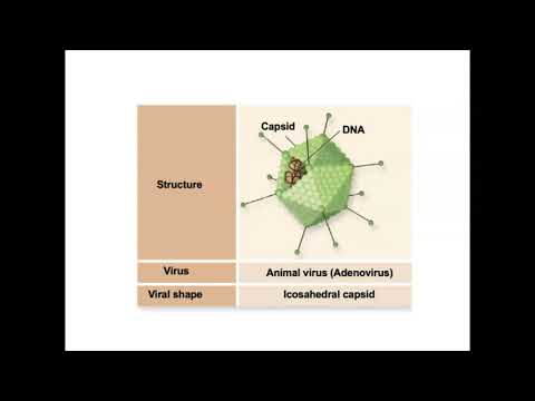 Bio 112 Viruses Part 1