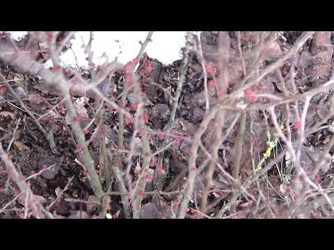 Jak przycinać pigwowiec?