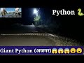 Giant Python अजगर Ajgar Snake In Ropar Punjab Biggest Snake Largest Snake Ajgar