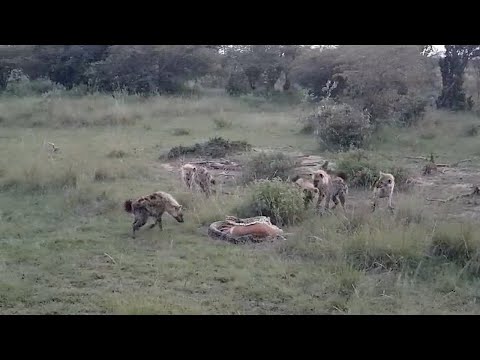 Python defending its impala kill from a hyena clan