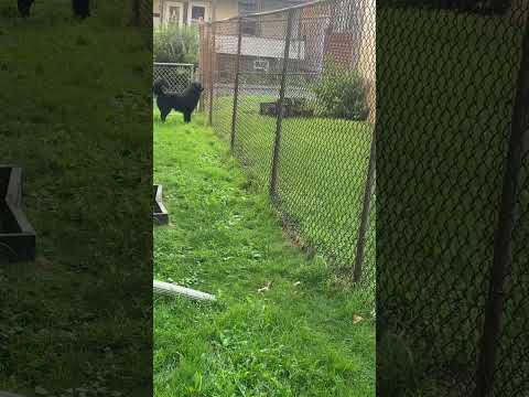 The dog & cat 😘😘😘😀😀😀