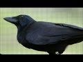 Are Crows the Ultimate Problem Solvers? | Inside the Animal Mind | BBC Earth