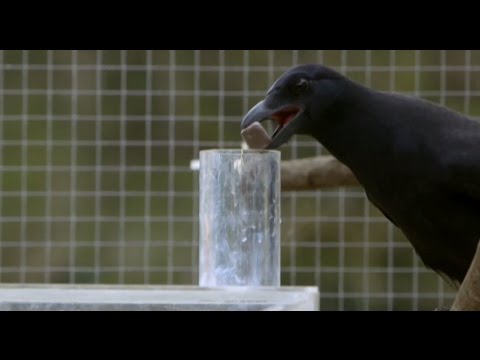 Are Crows the Ultimate Problem Solvers | Inside the Animal Mind | BBC Earth