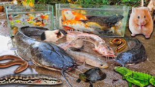 Download lagu Wow, I caught an albino catfish in a hole. There were big catfish, snakehead fish, ornamental fish mp3