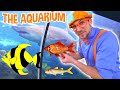 Blippi Visits The Aquarium And MORE Educational Fish And Animals For Kids And Toddlers
