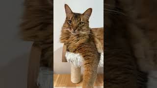 ア◯コが敏感な猫#shorts