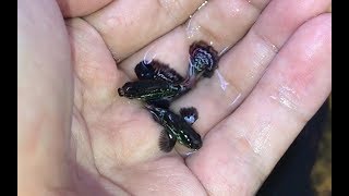 Điều bất ngờ khi thăm đàn cá con bị bỏ quên lâu ngày trong thùng xốp