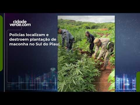 Polícias localizam e destroem plantação de maconha no Sul do Piauí