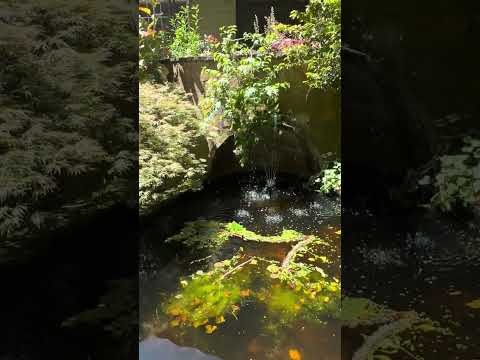 Acer palmatum dissectum Beni Shidare Variegated 