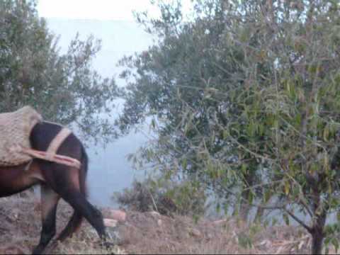 Fennan Omar ft Najat Alhoceimia - Lamiat Rifea