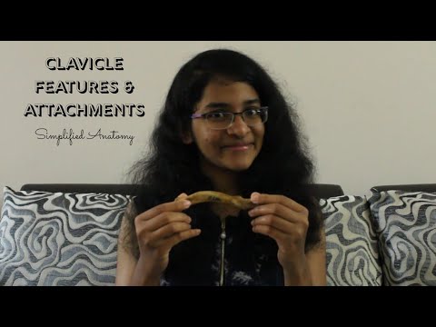 CLAVICLE | BONES OF UPPER LIMB | ANATOMY | SIMPLIFIED ✔