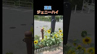 ジェニーハイ　夏嵐　歌ってみた！