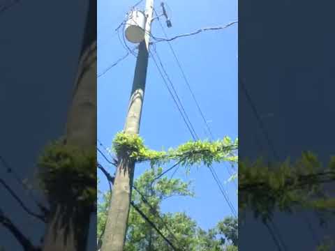 Dominion Energy - Bucket Truck Ran Over Sewer Line and Flooded My Home - Image 5