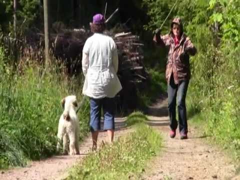 Ninjan LT 22.7.2012: puolustushalu +1