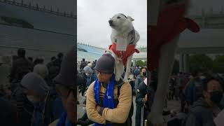 肩に乗る犬