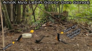 Download lagu SANGAT SERU DAN MENEGANGKAN || PERTARUNGAN 3 EKOR MURAI BATU mp3