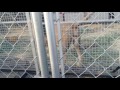 Lion Outside Ringling Brothers Barnum And Bailey Circus