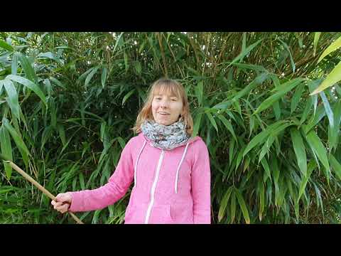 Bambus (Fargesia) für den eigenen Garten | Standort, Pflege, Arten