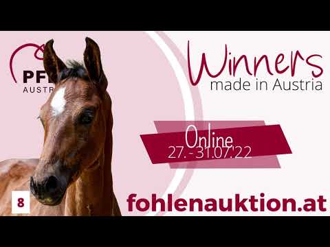 🍀 www.fohlenauktion.at - Nr.  8️⃣ "Diamond's Wunsch" v. Diamond First - Sir Donnerh. - Fürst Hein.