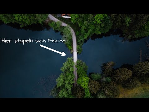 Karpfenangeln - 87 Hektar Stausee und wir fangen die Fische nur hier?! #2020