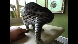 Asian Leopard Cat, Lews Therin at 1 year old