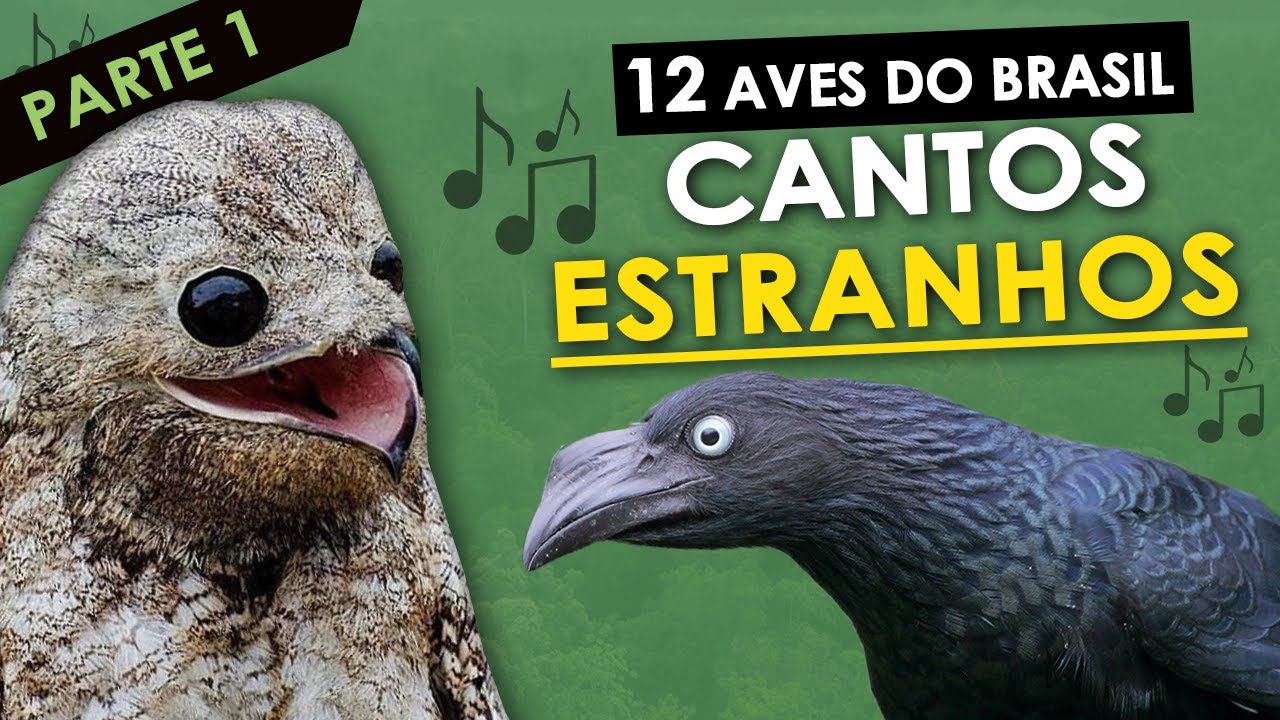12 AVES do Brasil com CANTOS ESTRANHOS #1 | Pássaros com vocalização estranha ou diferente