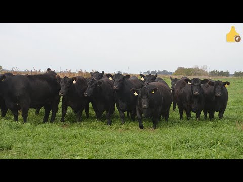 PRODUCIMOS MAS DE 1000 EMBRIONES AL AÑO