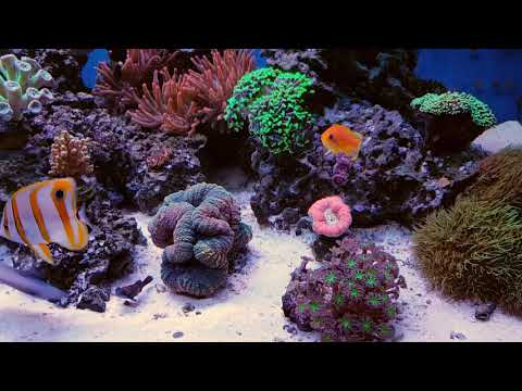 My reef tank   05 05 2019 after war with red slime  ;)