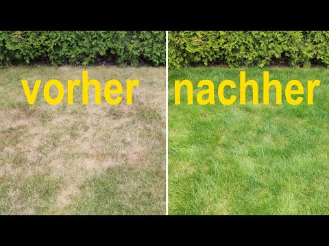 Verbrannten und vertrockneten Rasen wieder grün bekommen (in 2 Wochen)