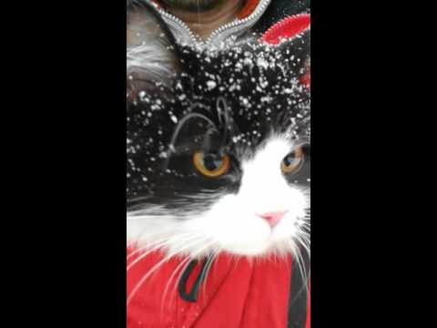 Cat named Monroe is hiding inside Columbia winter jacket. Кошка Монро прячется в тёплой куртке.