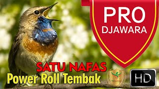 Download lagu Masteran  Utama Satu Nafas Full Power Tipe Roll Tembak mp3