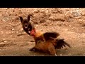 RUN Dog S Having A Chase With Chickens Every Second Of The Day Kritter Klub