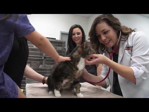Veterinary Emergency Group Google Reviews