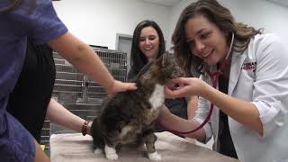 Founder's Video - Veterinary Emergency Group