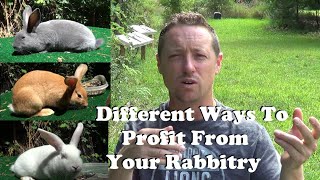 Different Ways To Make Money With Your Rabbitry