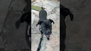 Video preview image #1 Boxer Puppy For Sale in  Katy, TX, USA