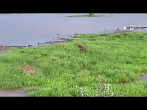 Hyena chase and kill Impala antelope 😱