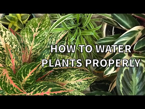 HOW TO WATER PLANTS PROPERLY | Houseplants Watering Basics Tips and Tricks | TOP or BOTTOM Watering
